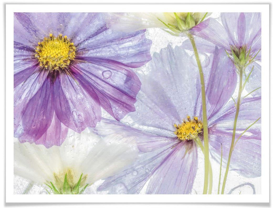 St) (1 Poster Blumen Wall-Art Flowers, Frozen