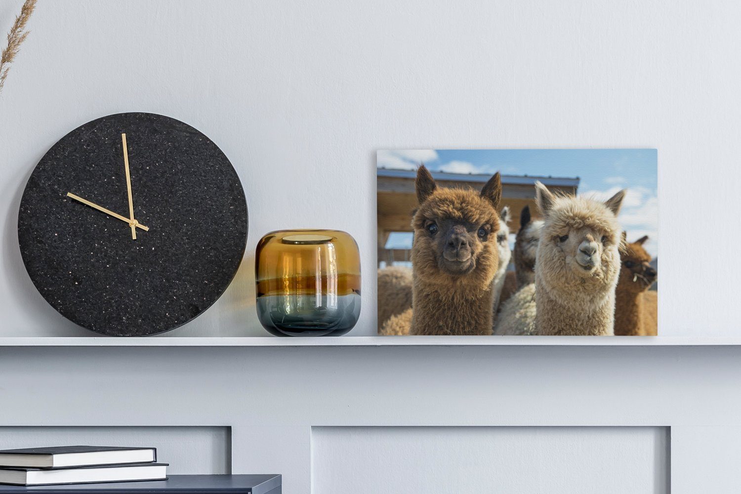 OneMillionCanvasses® Leinwandbild Alpaka - Fröhlich - günstig online kaufen