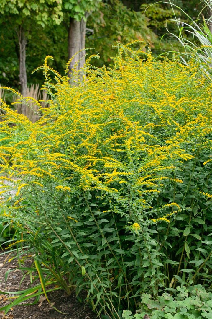 Pflanzen für Dich Staude Solidago rugosa Fireworks, 1 St., Rauhblatt-Goldrute, Goldrute