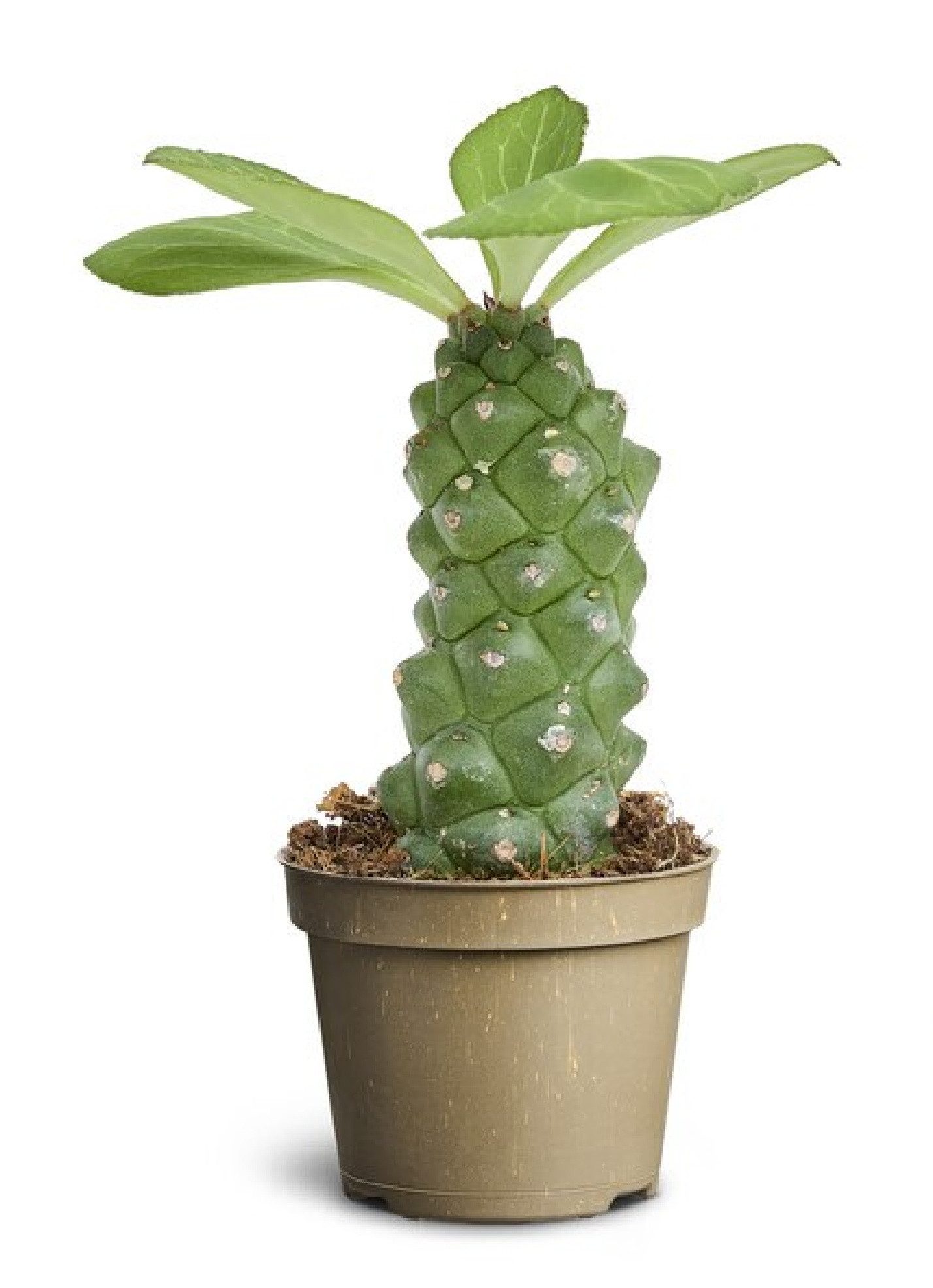 meinvipshop Zimmerpflanze Wolfsmilch Euphorbia ritchiei