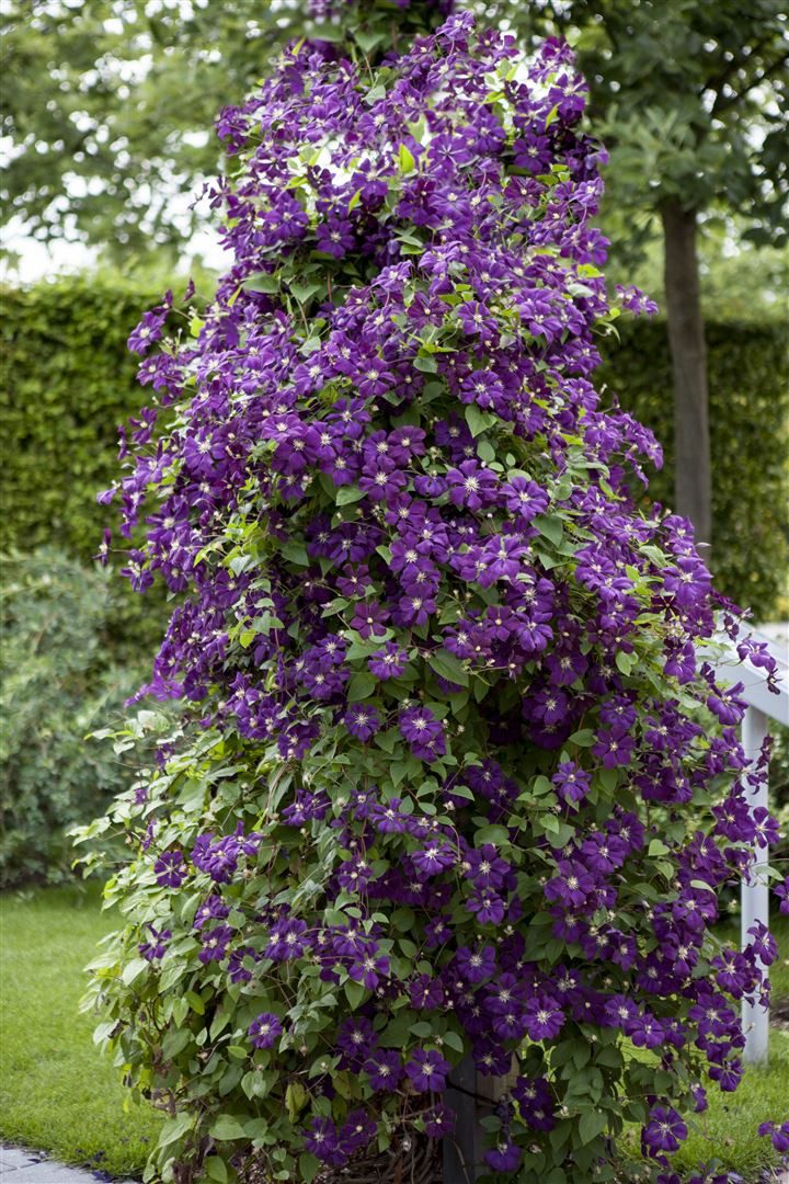 Pflanzen für Dich Kletterpflanze Clematis viticella Polish Spirit, 1 St., Italienische Waldrebe, Clematis, violettblühend, kletterpflanze