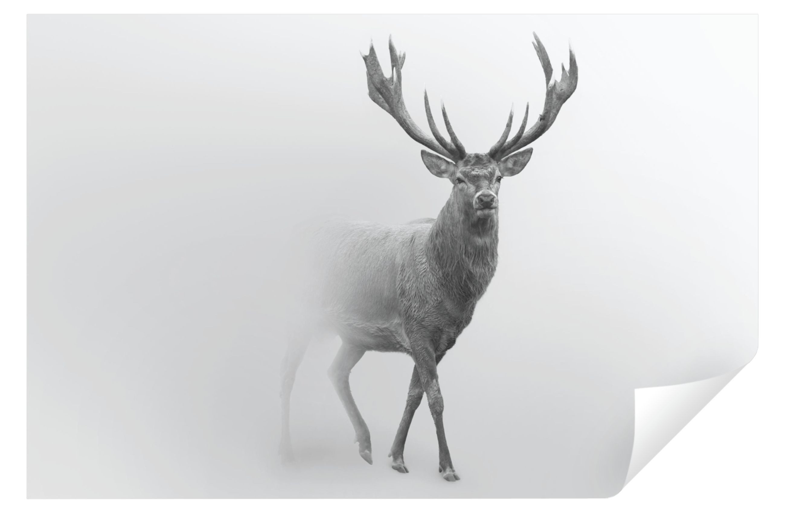 Wallarena Fototapete Hirsche Tier Schwarz-weiß Wohnzimmer Schlafzimmer Vlies Tapete, Premium Halbmatt Glatt Vlies, Hirsche, Tiere, Grau, (Packung, Vlies Fototapete), Fototapete Wohnzimmer Schlafzimmer - Vliestapete inklusive Kleister