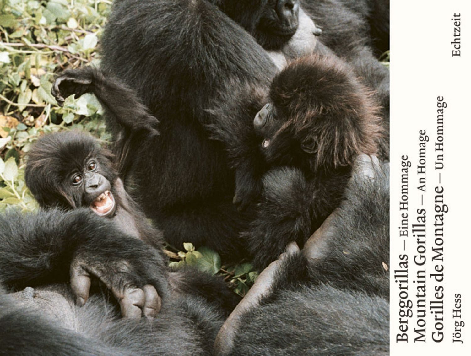 Berggorillas. Gorilles de montagne. Mountain Gorillas Eine Hommage. An / Jörg Hess