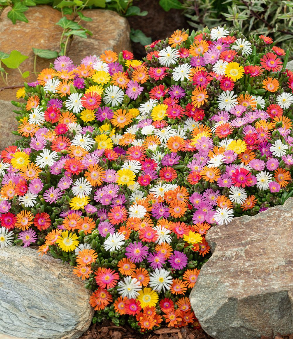 BALDUR Garten Bodendecker Winterharte Eisblumen 'Wheels of Wonder®' 4er Farbmix, 4 St., Mittagsblume, reichblühend,winterhart, mehrjährig, pflegeleicht