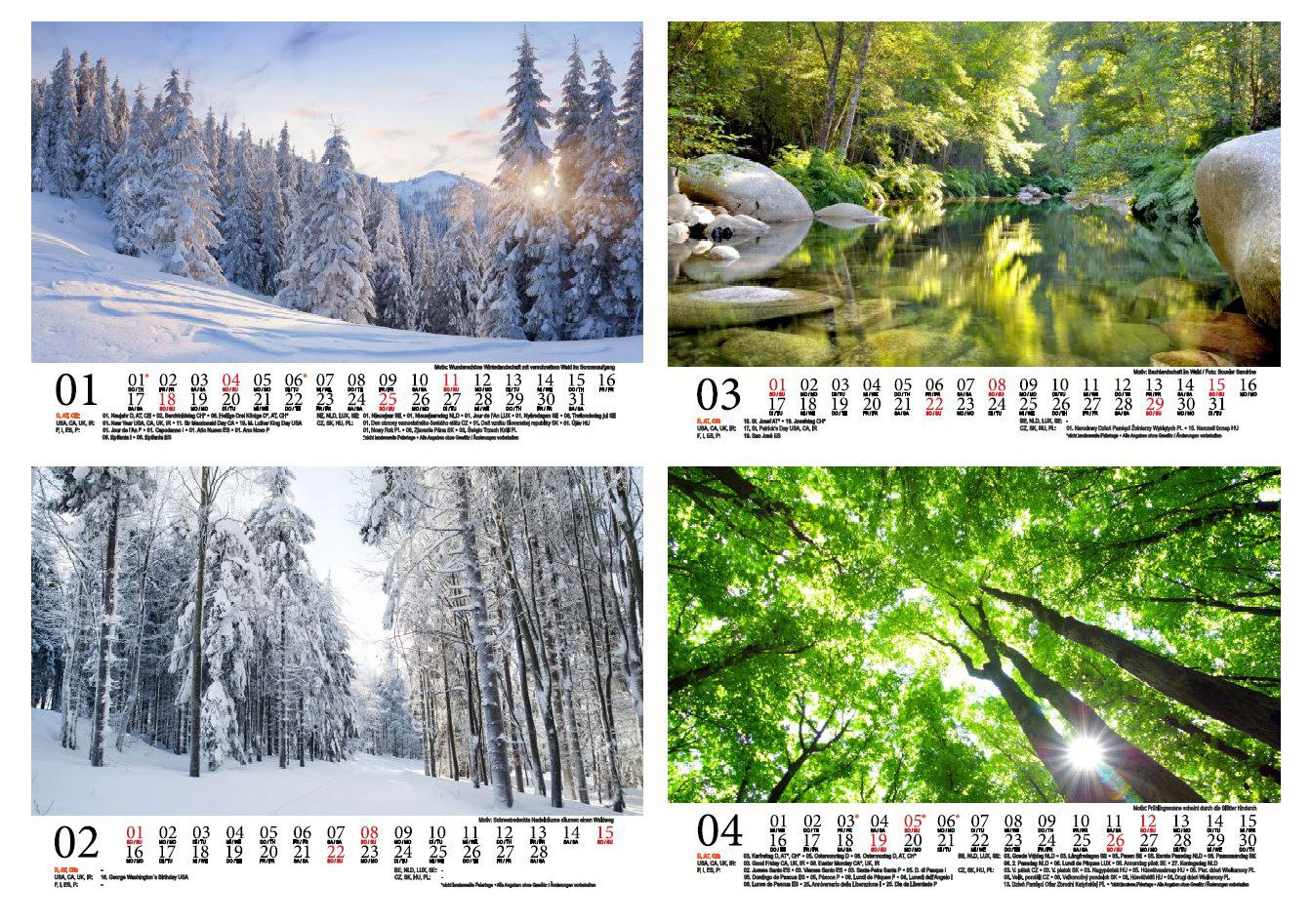 Seelenzauber Wandkalender Waldzauber DIN A5 Kalender für 2026 Baum Bäume Wald Natur