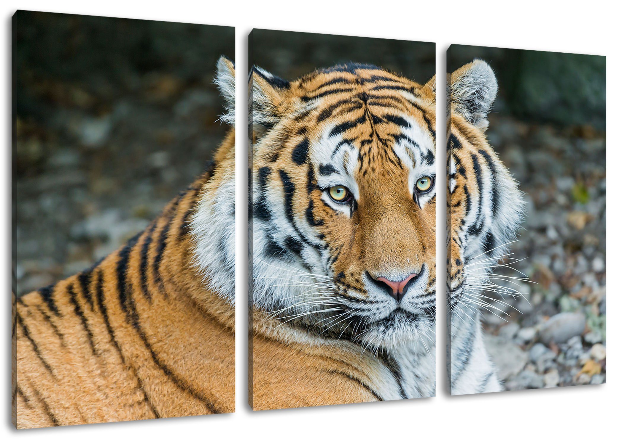 Zackenaufhänger (120x80cm) bespannt, Leinwandbild 3Teiler Tiger, St), Leinwandbild (1 fertig Pixxprint prächtiger prächtiger inkl. Tiger