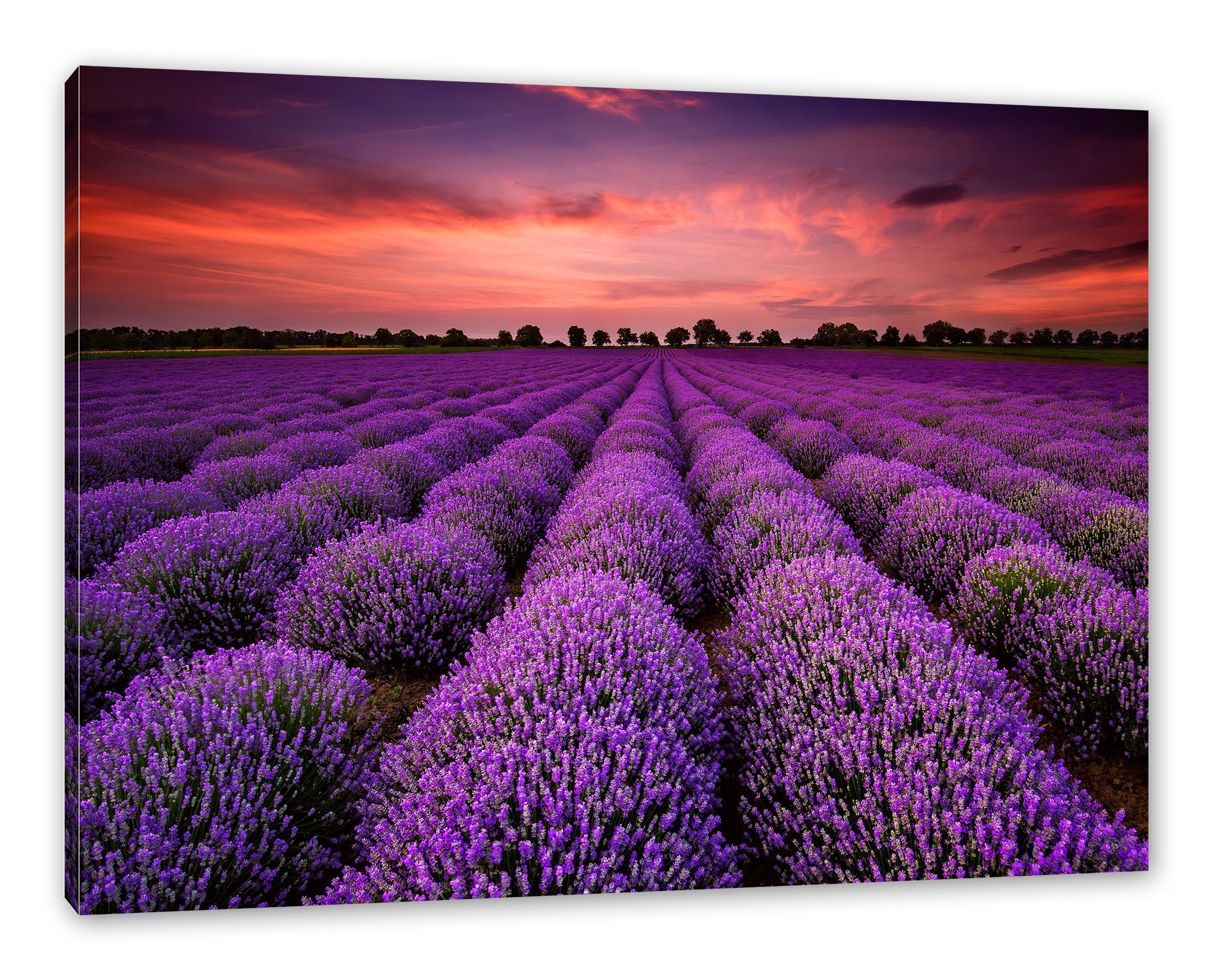 Pixxprint Leinwandbild Wunderschöne Lavendel Provence, Wunderschöne Lavendel Provence (1 St), Leinwandbild fertig bespannt, inkl. Zackenaufhänger
