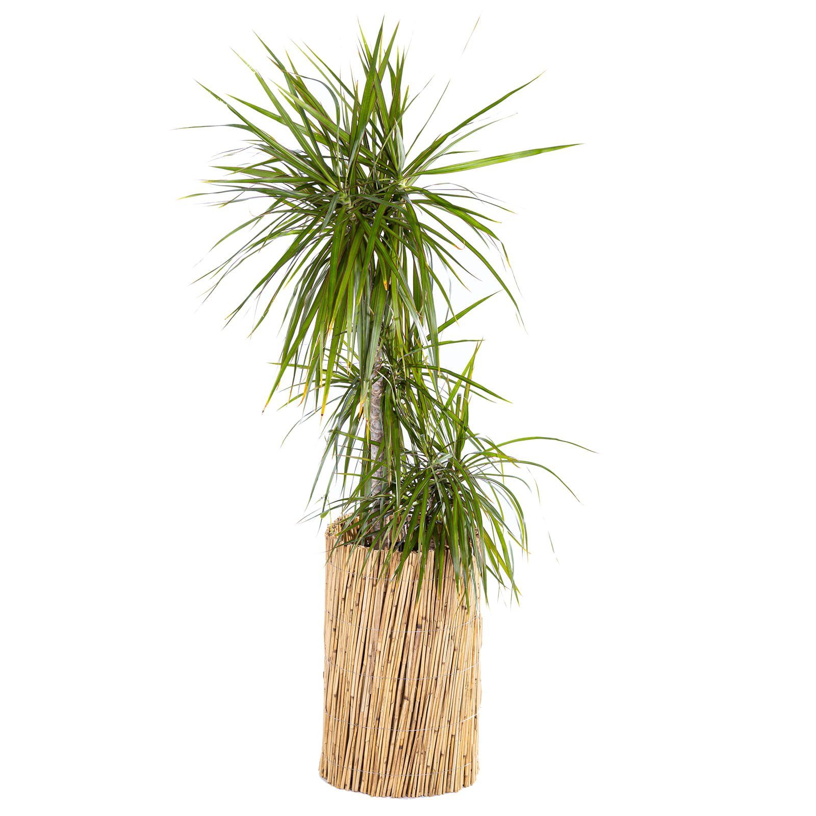 BooGardi Sichtschutzzaunmatten Schilfrohrmatte natur, (1-St., Sichtschutzmatte Schilf Höhe 50cm x Länge 150cm), Sichtschutz Balkon ohne bohren Garten Schilfmatte