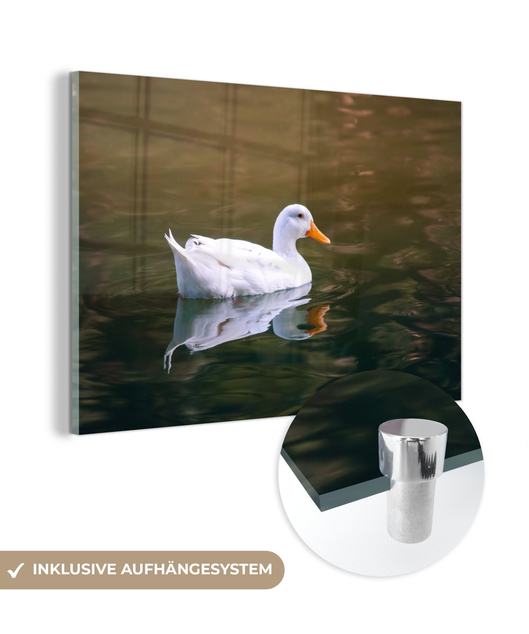 MuchoWow Acrylglasbild Ente - Wild - Weiß, (1 St), Acrylglasbilder Wohnzimmer & Schlafzimmer
