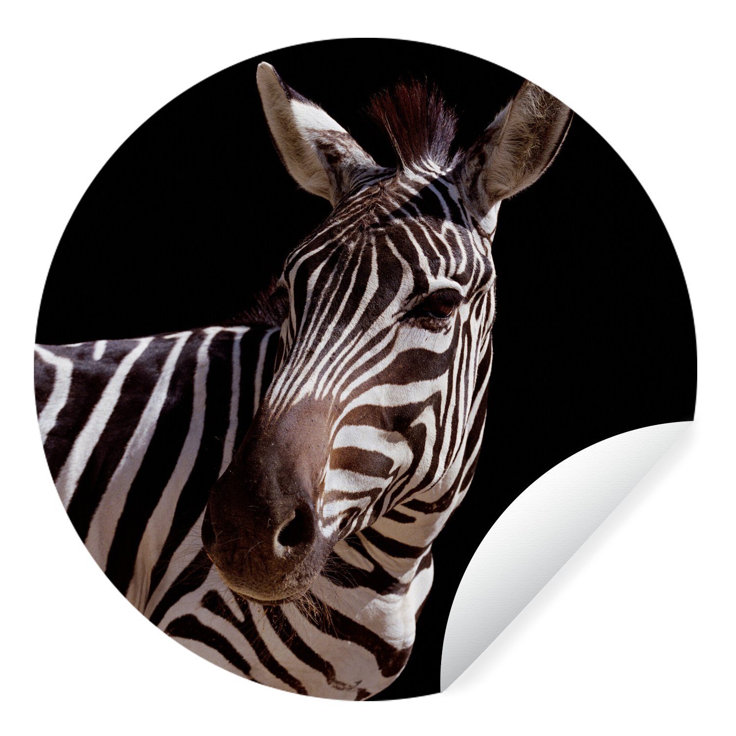 MuchoWow Wandsticker Neugieriges Zebra auf (1 Tapetenaufkleber, schwarzem Hintergrund Tapetenkreis für St), Wohnzimmer Rund, Kinderzimmer