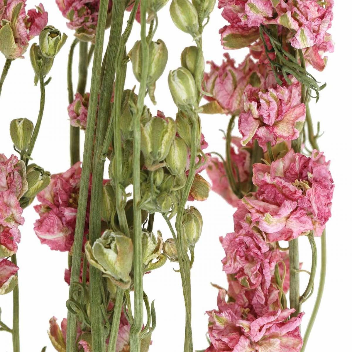 Trockenblume Rittersporn Trockenblume Delphinium für dekorative Floristik, DIJK, Höhe 32 cm