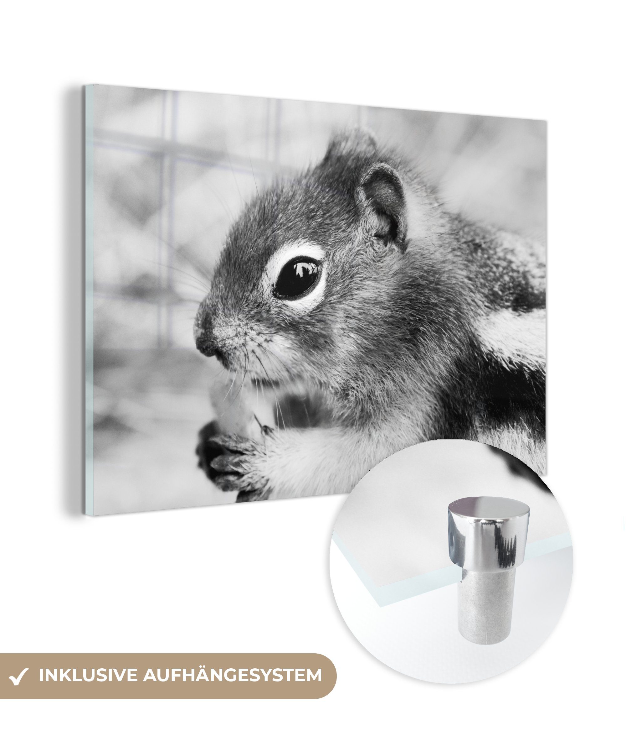 MuchoWow Acrylglasbild Essen Eichhörnchen auf dunstigen Hintergrund in schwarz und weiß, (1 St), Acrylglasbilder Wohnzimmer & Schlafzimmer
