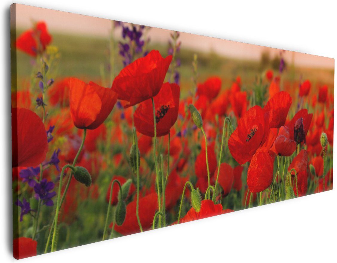 Wallario Leinwandbild, Mohnblumen auf dem Feld, günstig online kaufen