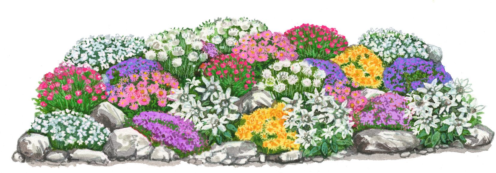 Dehner Staude Bio Stauden-Set Großer Alpengarten, 8 Sorten je 3 Stk., mehrjährige Gartenstauden für sonnige und karge Steingärten
