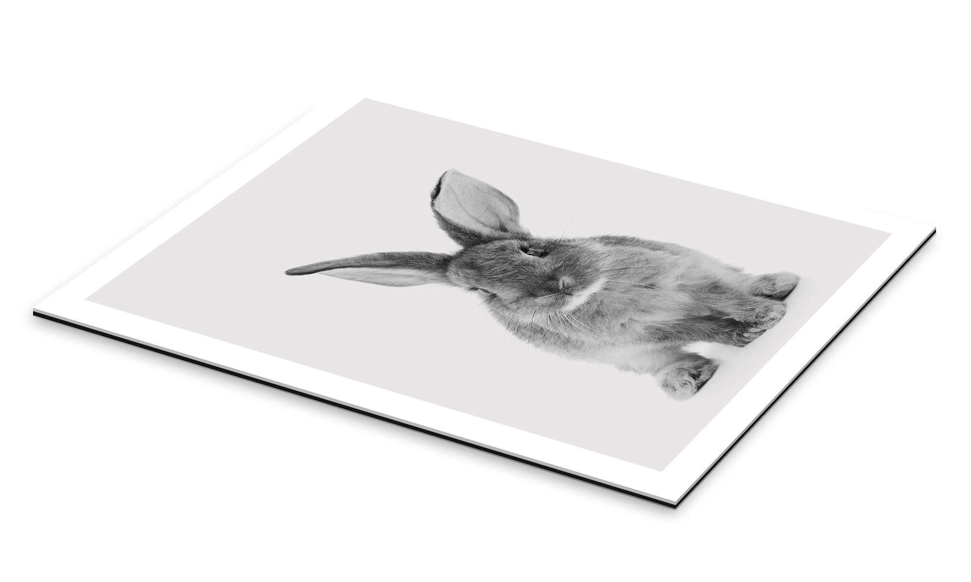 Posterlounge Wandbild Kuscheliger Hase, Animal Kids Collection, erhältlich als Poster, Leinwandbild, Wandsticker oder Acrylglasbild