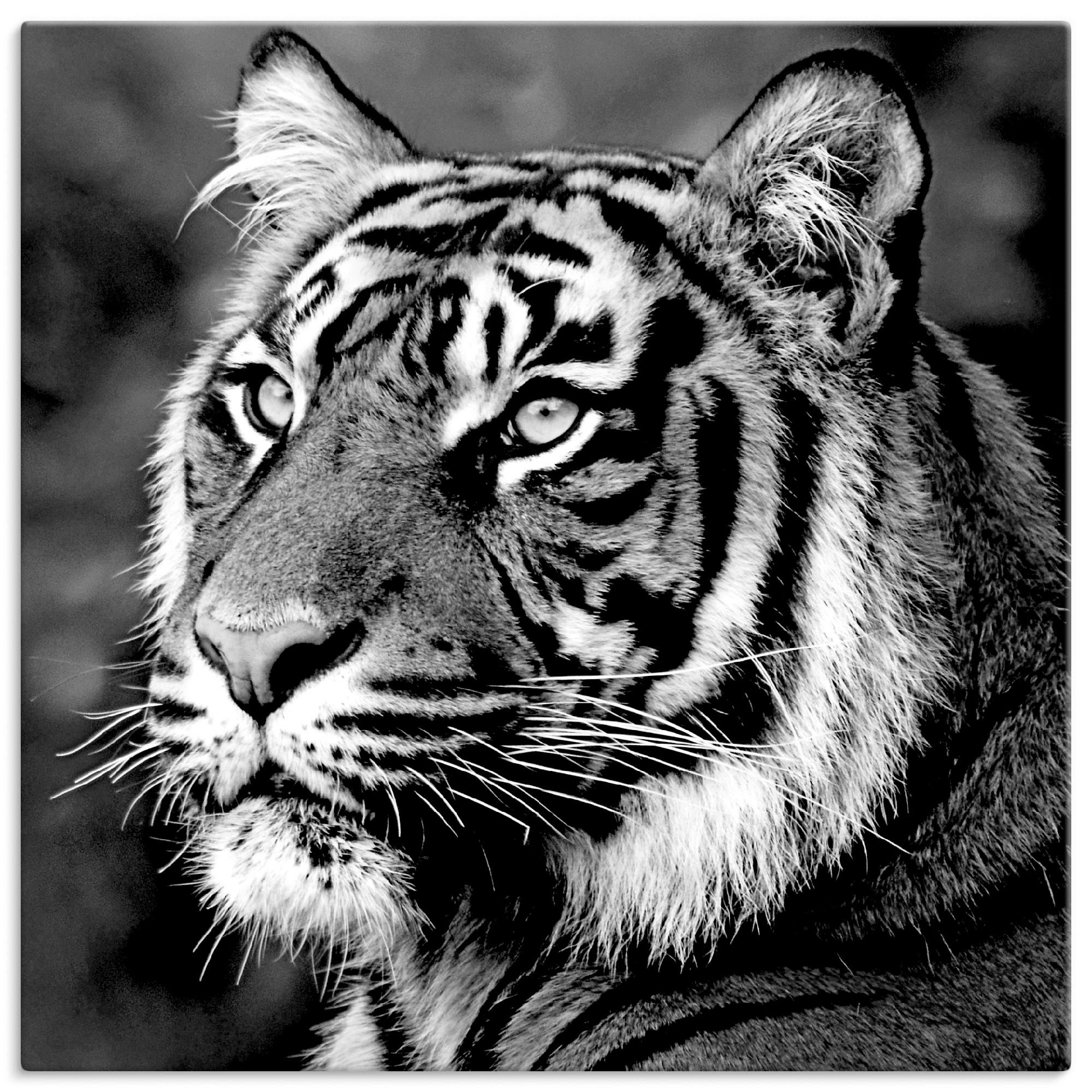 Artland Leinwandbild Tiger, Wildtiere (1 St), auf Holzrahmen gespannt