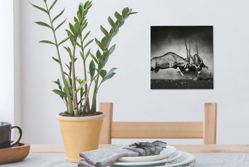 OneMillionCanvasses® Leinwandbild Antilope - Schwarz und weiß - Porträt - Wildtiere - Tiere, (1 St), Leinwand Bilder für Wohnzimmer Schlafzimmer