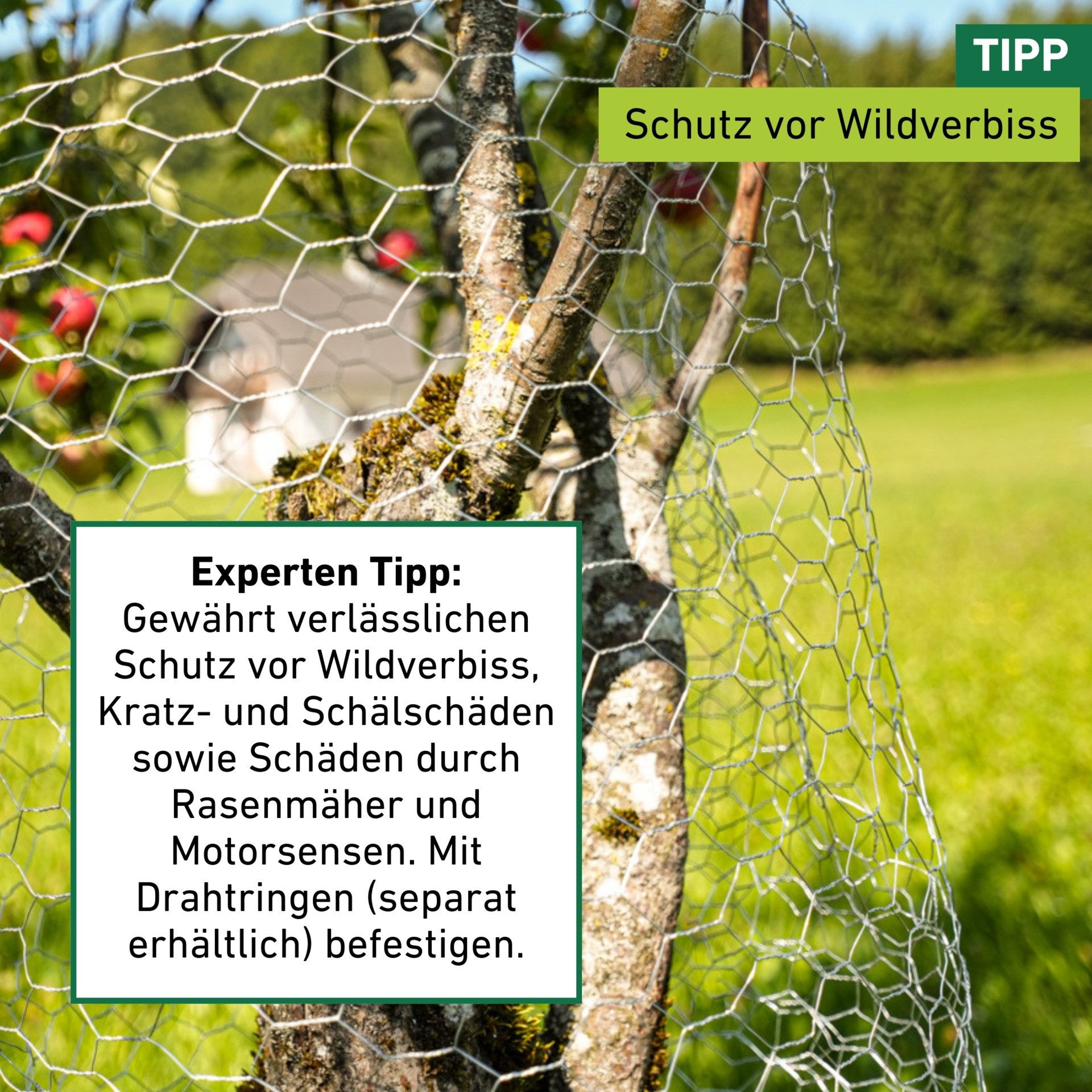 Windhager Voliere für Hasen, Hühner und Vögel, Kleintiergeflecht verzinkt, Sechseck-Geflecht, Gittergröße 1 x 10 m oder 0,5 x 10 m
