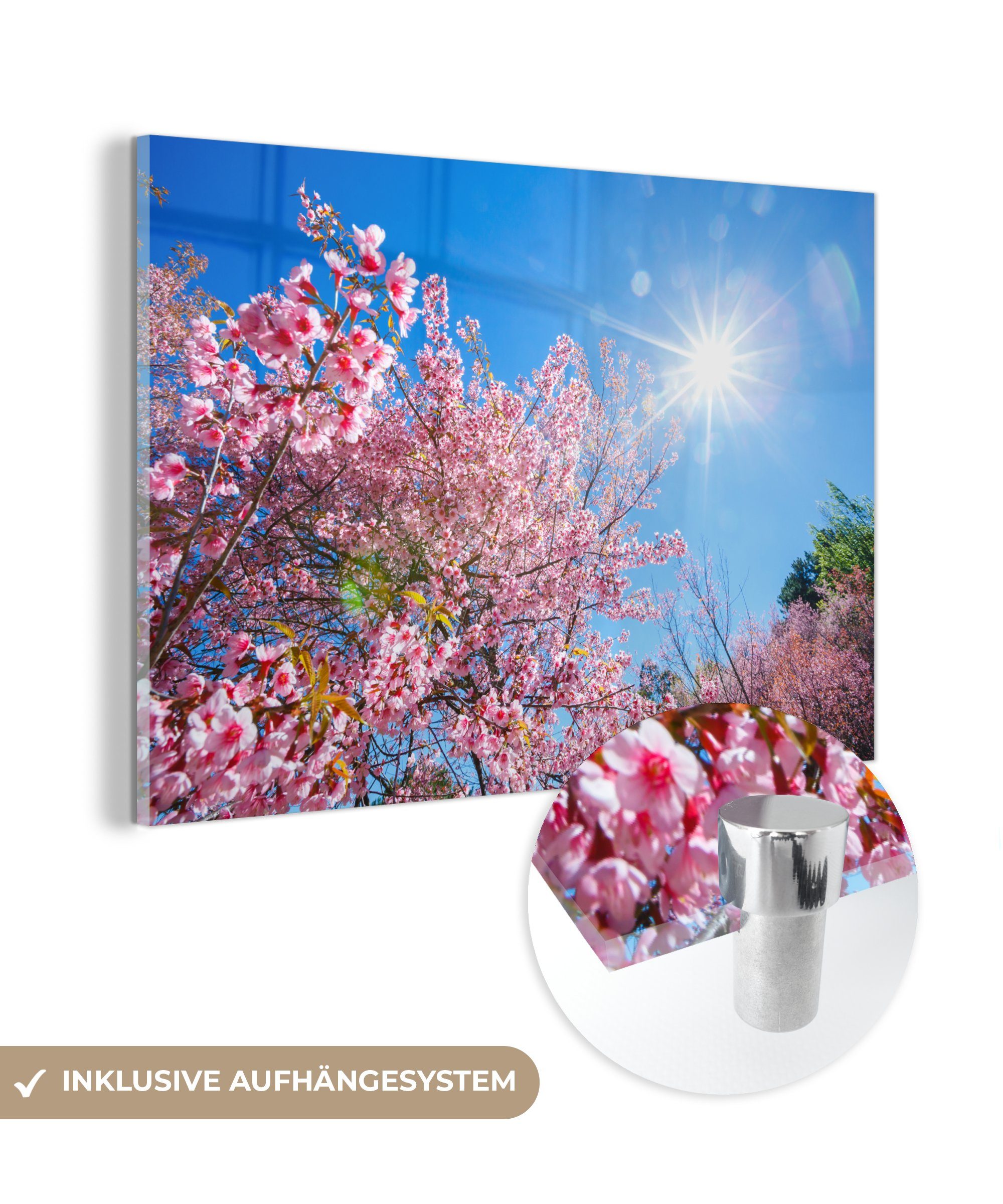 MuchoWow Acrylglasbild Sakura - Blumen - Rosa, (1 St), Acrylglasbilder Wohnzimmer & Schlafzimmer