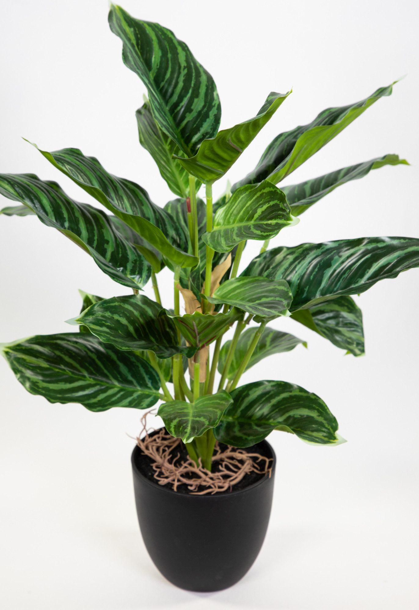 Kunstpflanze Calathea 50cm grün-hellgrün im Topf ZF Kunstblume künstliche P günstig online kaufen