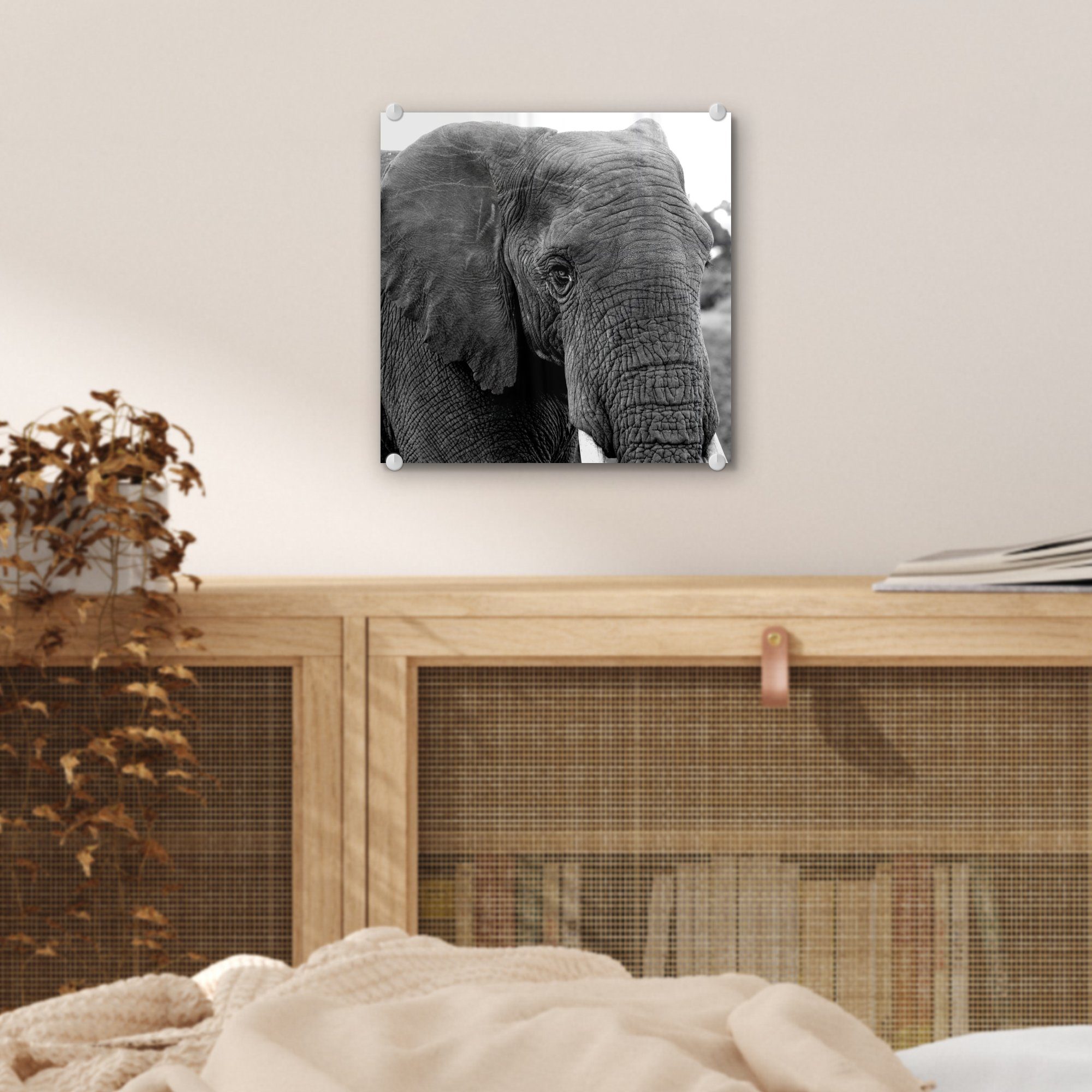 Foto Glas Schwarz - Bilder Tiere Acrylglasbild - Weiß Natur, Wanddekoration auf Elefant - MuchoWow - St), - - auf - Glasbilder Glas (1 Wandbild