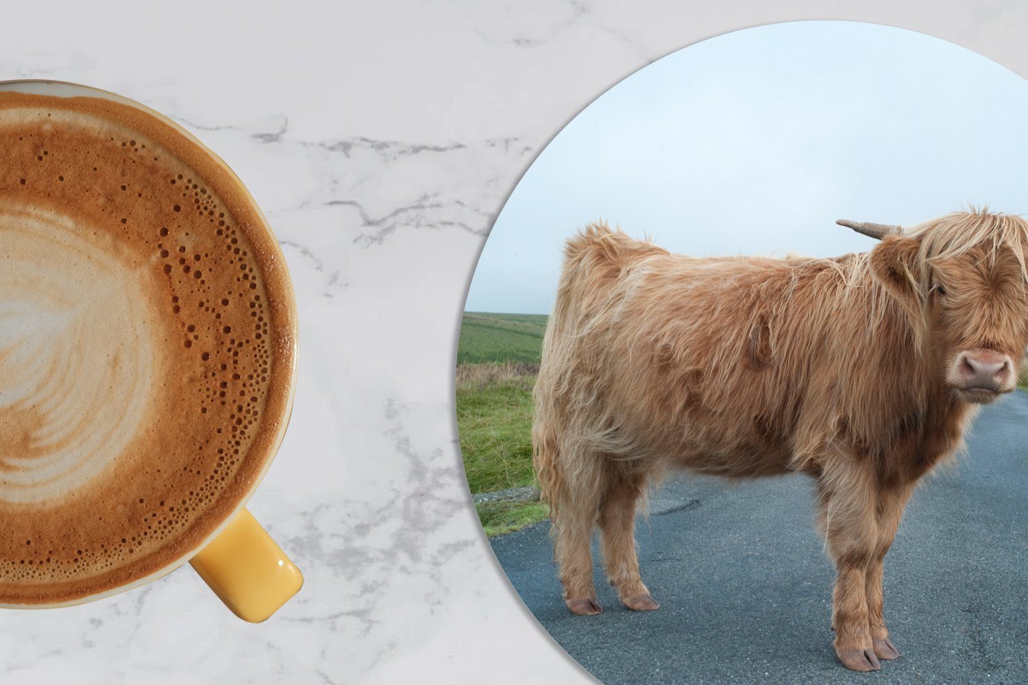 MuchoWow Glasuntersetzer Scottish Highlander Korkuntersetzer, Becher 6-tlg., Gläser, Straße Tasse, für Tassenuntersetzer, Zubehör Getränkeuntersetzer, - Gras, 