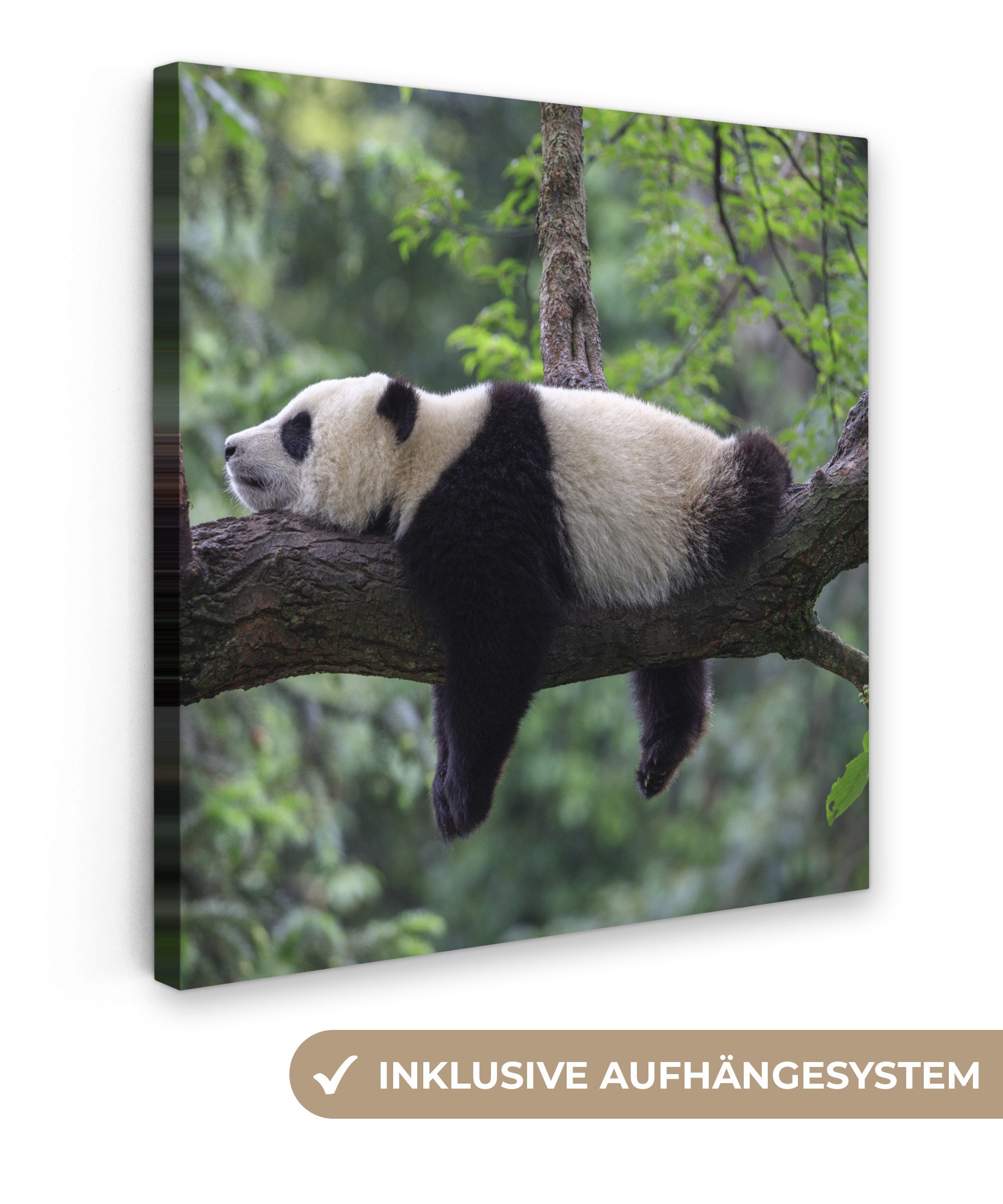 OneMillionCanvasses® Leinwandbild Panda - Baum - Tiere - Natur, Fotodruck ( günstig online kaufen