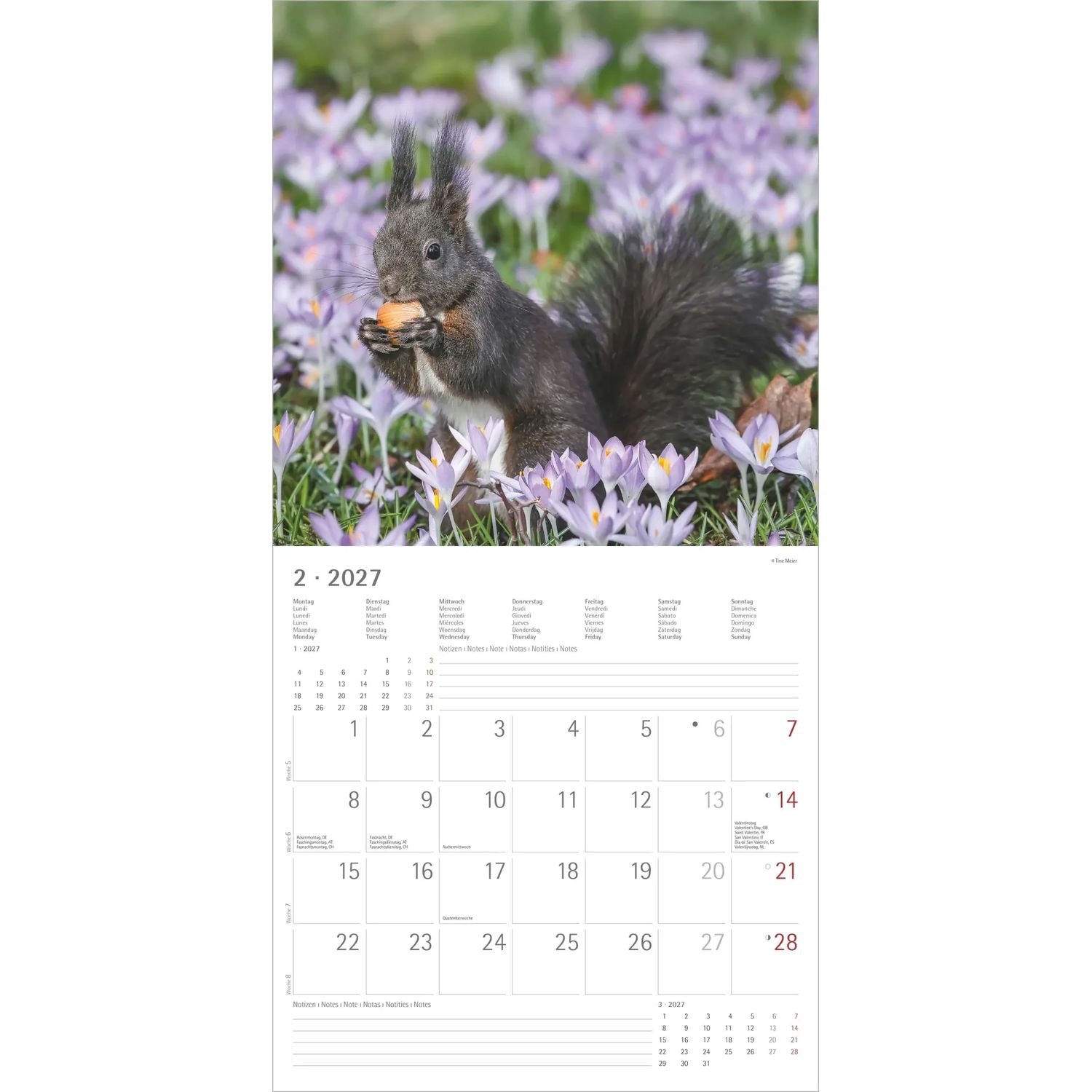 NEUMANN Wandkalender Eichhörnchen 2027