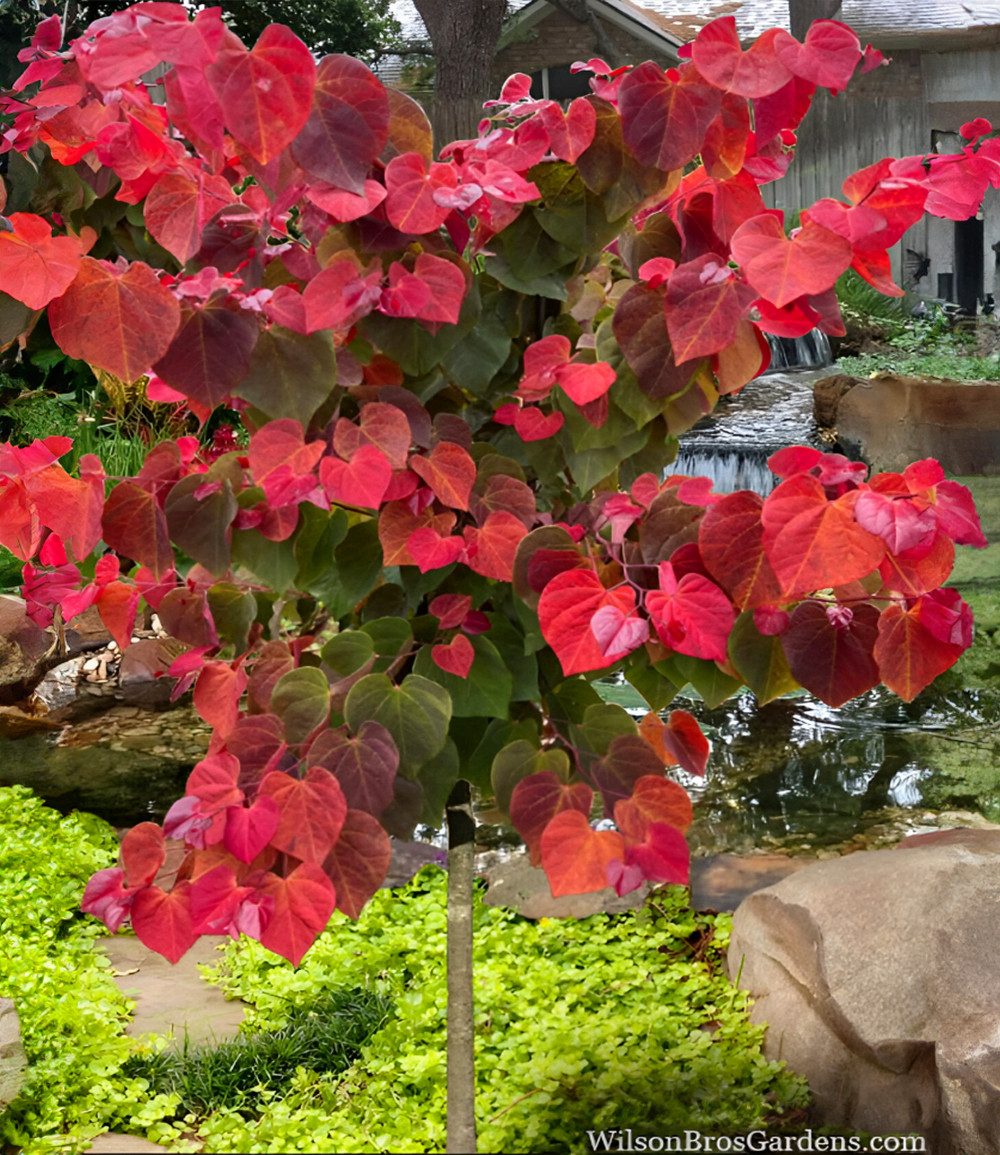 BALDUR Garten Zierstrauch Cercis 'Hearts A' Fire®', Judasbaum, 1 St., Judasbaum,winterhart, buntes Laub, trockenheitsverträglich