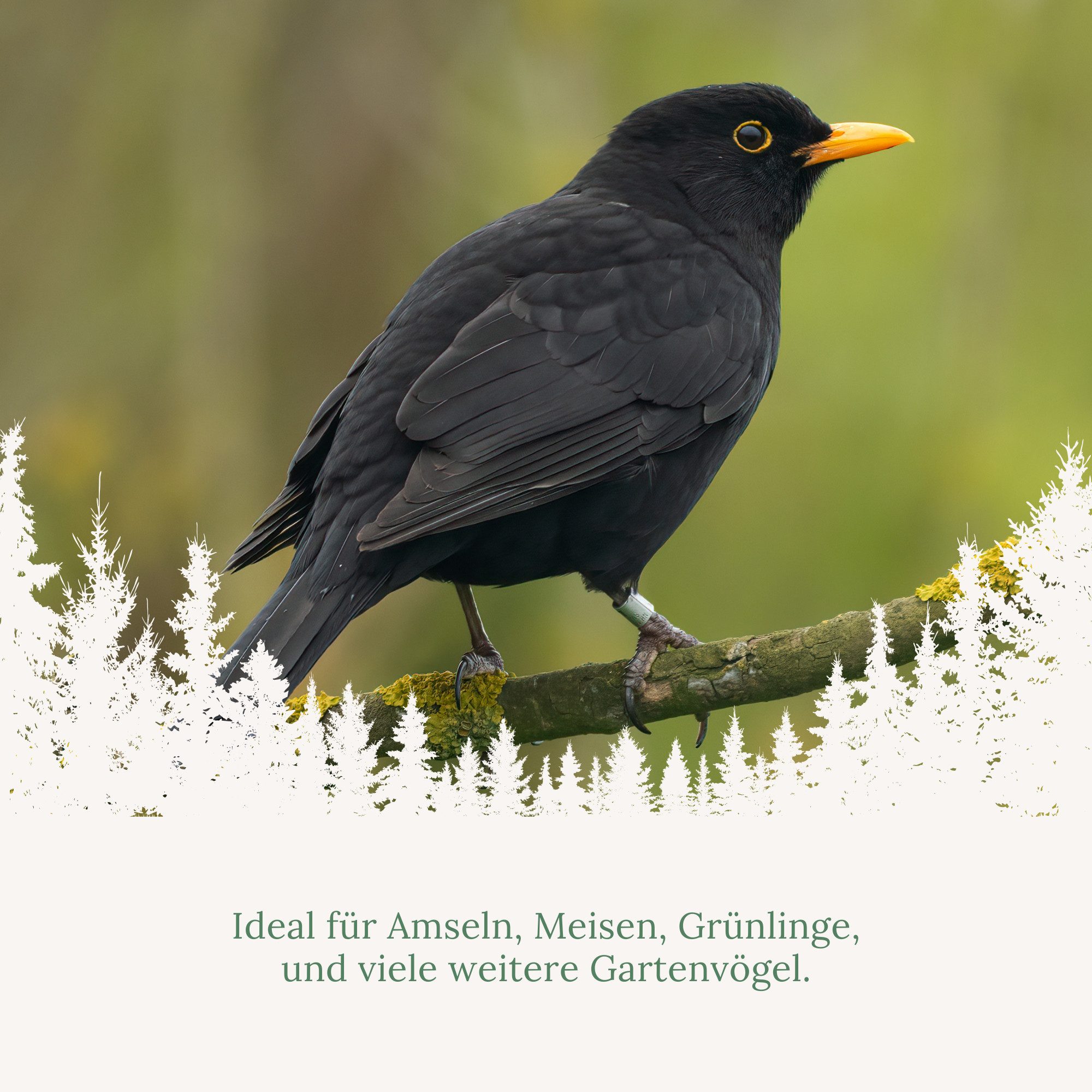 Orni 100 Stück Meisenknödel - Ganzjahresknödel verschiede Sorten Sonnenblumenkerne ohne Netz, Hauptfutter für: Wildvogel