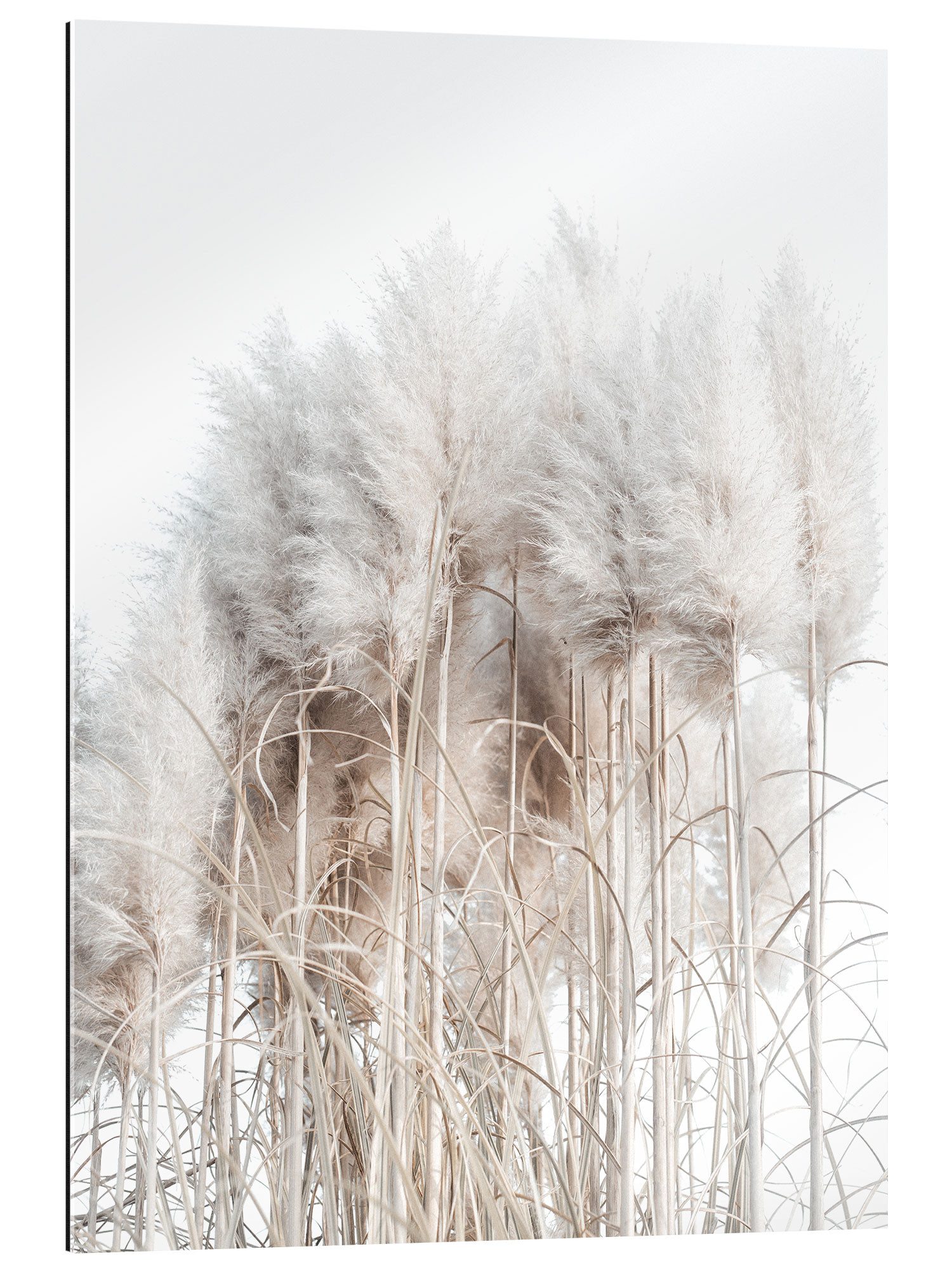 Posterlounge Wandbild Pampasgras I, Magda Izzard, günstig online kaufen