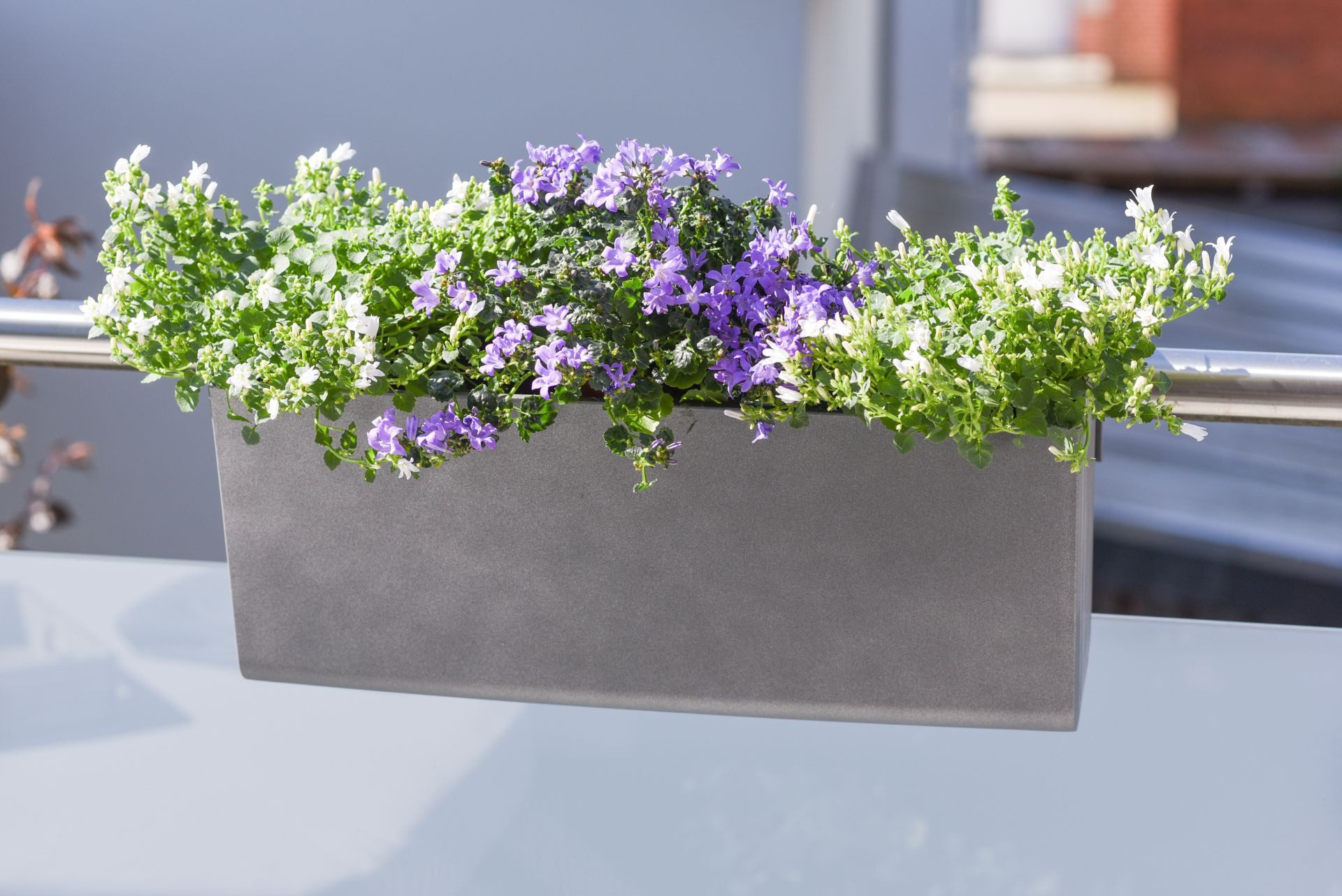 VIVANNO Balkonkasten Kunststoff BALKONA CLASSICO Kasten - Dunkelgrau Matt (1 St), 50x20x22 cm – Bild 5 von 5