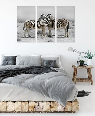Pixxprint Leinwandbild Zebras in der Savanne, Zebras in der Savanne 3Teiler (120x80cm) (1 St), Leinwandbild fertig bespannt, inkl. Zackenaufhänger