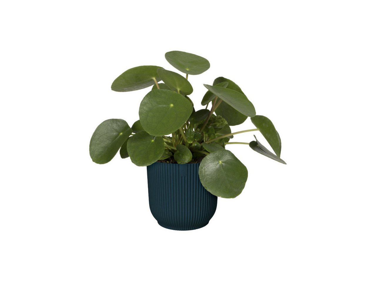 Thumbnail - Elho Blumentopf Elho Blumentopf Vibes Fold Ø 30 x 27 cm tiefes