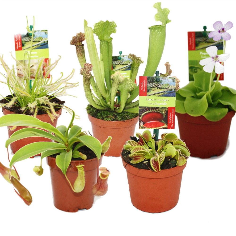 Exotenherz Zimmerpflanze Starter Set Fleischfressende Pflanzen - 5 Pflanzen günstig online kaufen