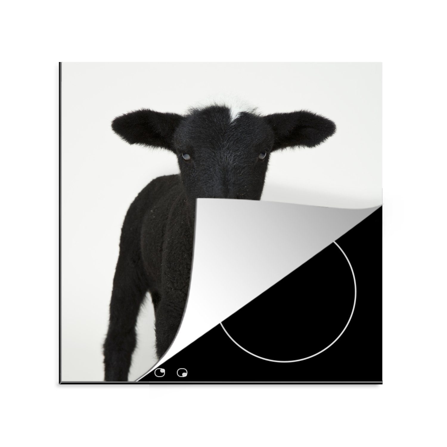 (1 küche Lamm Hintergrund, tlg), auf schwarzes 78x78 Arbeitsplatte Ceranfeldabdeckung, Vinyl, Herdblende-/Abdeckplatte cm, Schönes MuchoWow weißem für