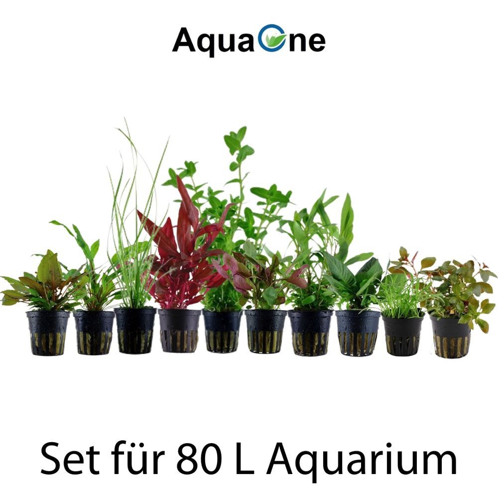 Aquaone Wasserpflanze Set für 80 Liter Aquarien mit 10 Pflanzen Aquariumpfl günstig online kaufen