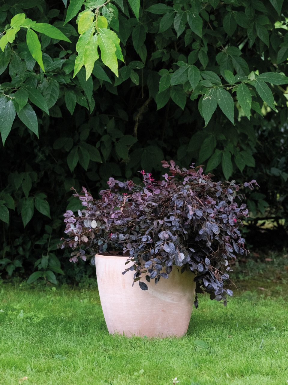 Deroma Übertopf Deroma Pflanztopf Egg Pot White Garden Terrakotta