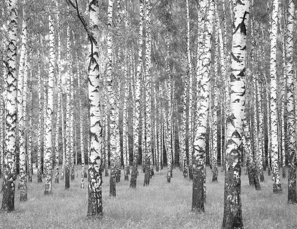 Living Walls Fototapete Birkenwald Glatt Wald Vlies Online Kaufen Otto