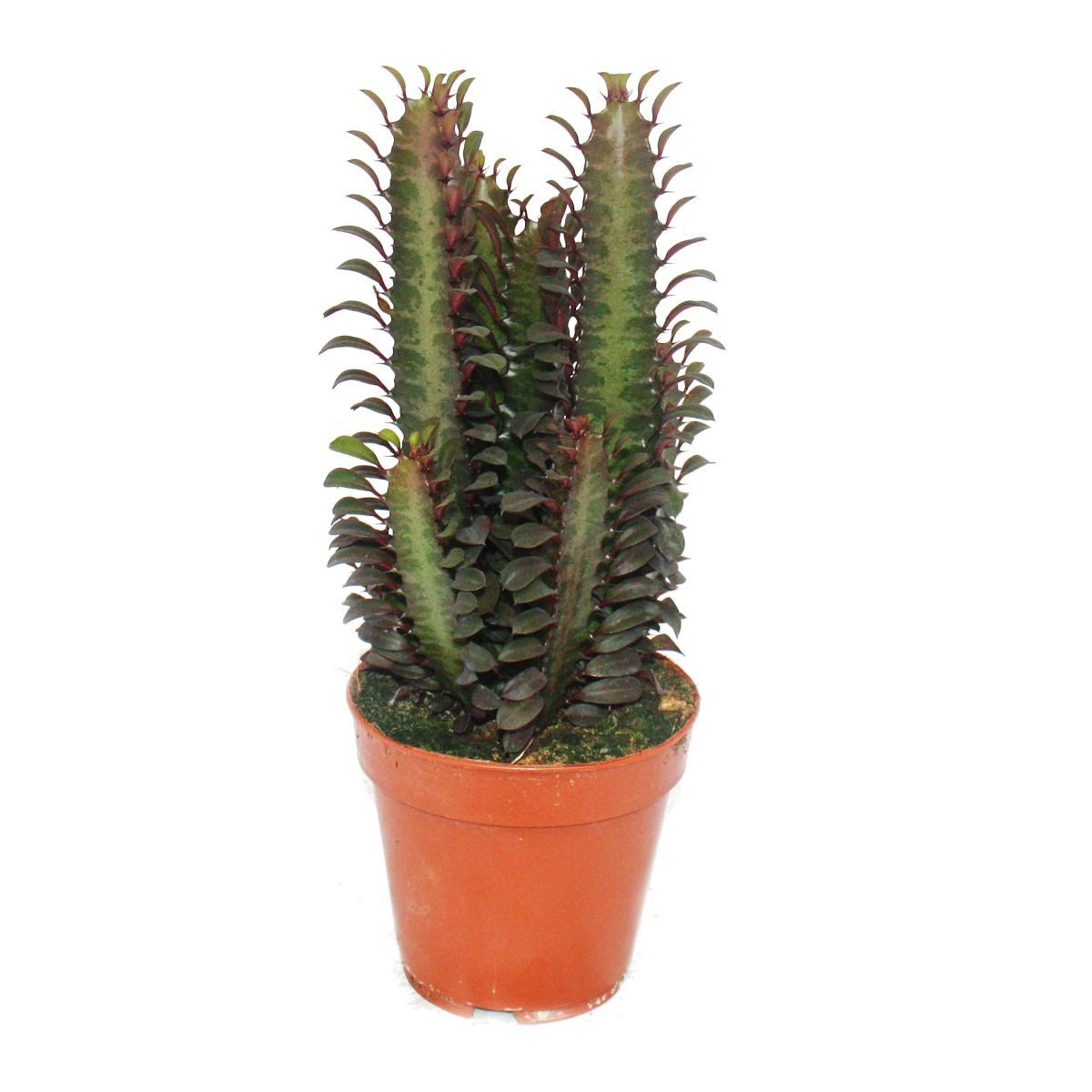 Exotenherz Kaktus Euphorbia trigona rubra - mittelgrosse Pflanze im 12cm To günstig online kaufen