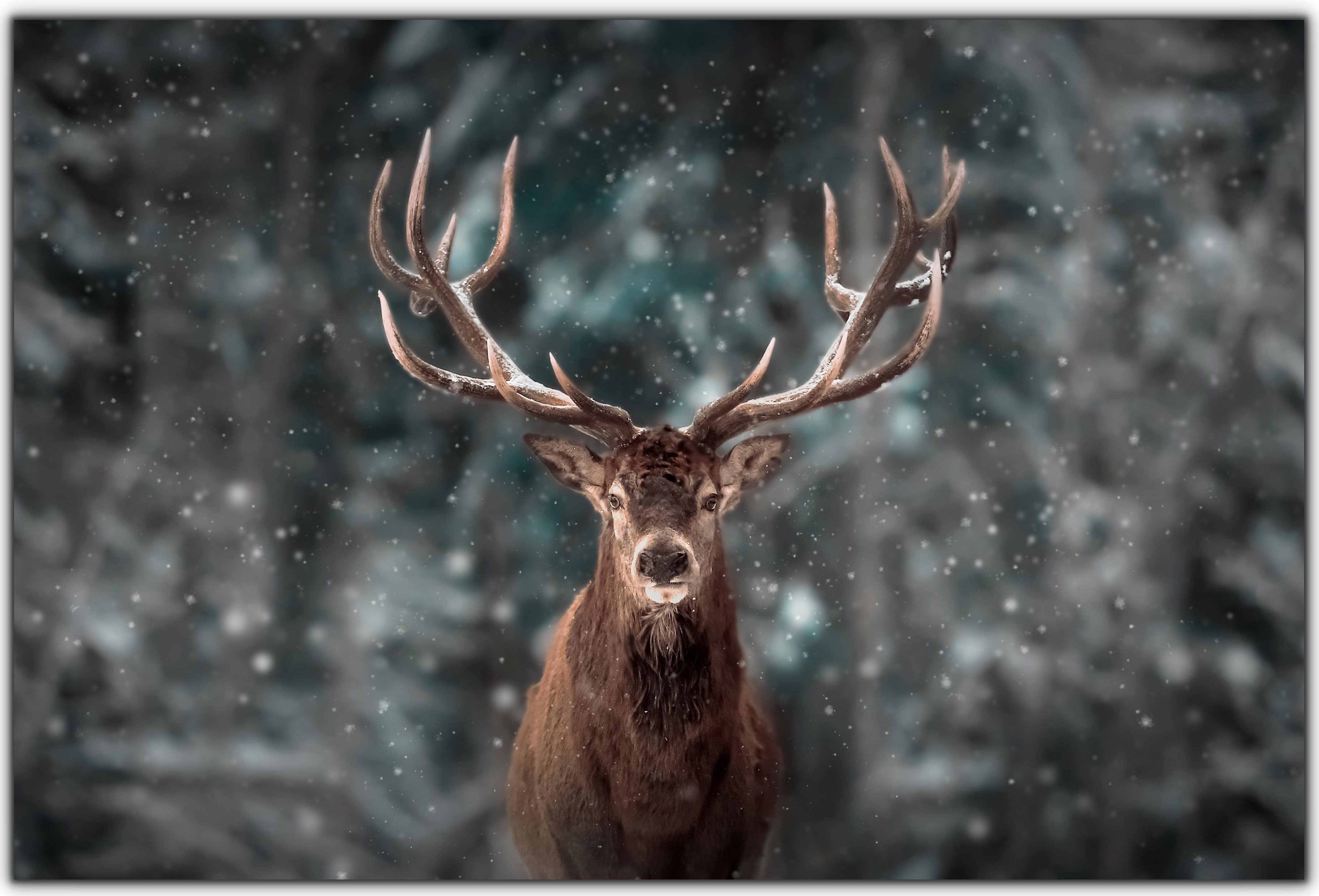 30x45 Leinwand Bilder in Tiere, Weihnachtsdeko, Hirsch Leinwandbild Hirsch Victor cm, Snow, (Zenith)