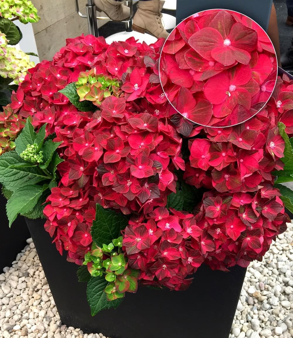 BALDUR Garten Zierstrauch Freiland-Hortensie 'Ruby Tuesday®', 1 St., Hortensiengewächse,winterhart, mehrjährig, pflegeleicht
