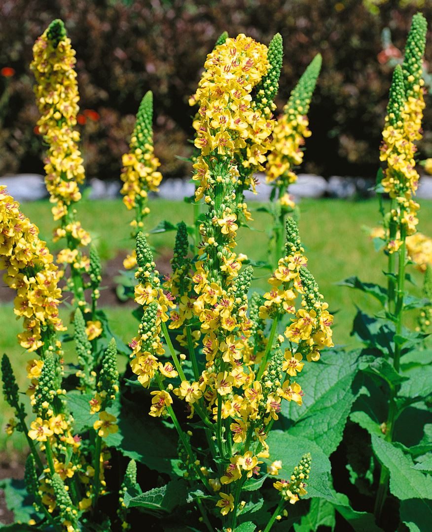 Pflanzen für Dich Staude Verbascum chaixii Sixteen Candles, 1 St., Königskerze