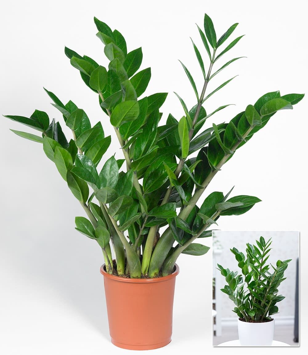 BALDUR Garten Zimmerpflanze Zamioculcas, 1 St., Zimmerpflanze, pflegeleicht