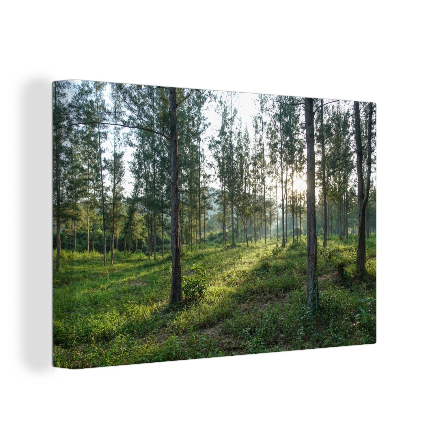 St), cm Buri, Nationalpark Kui Leinwandbilder, Wandbild 30x20 Wald (1 Wanddeko, thailändischen im Leinwandbild Ein Aufhängefertig, OneMillionCanvasses®