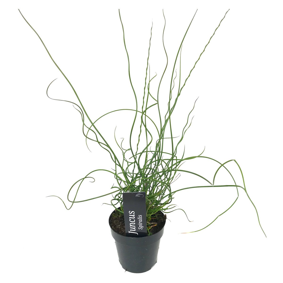Bloomique Wasserpflanze Bloomique - Juncus Spiralis - Korkenzieherbinse - Liebeslocke - Teichp, 1 St.