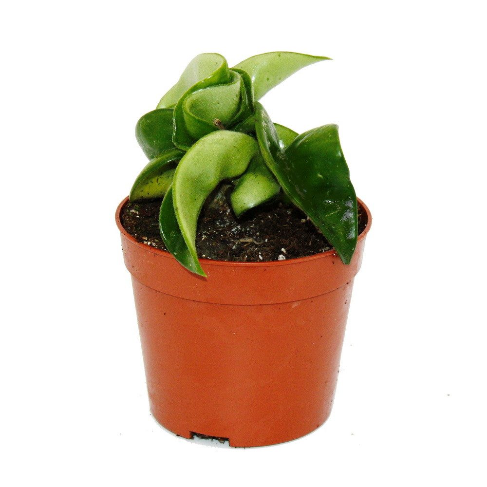 Exotenherz Zimmerpflanze Mini Hoya carnosa compacta Porzellanblume Baby-Pla günstig online kaufen