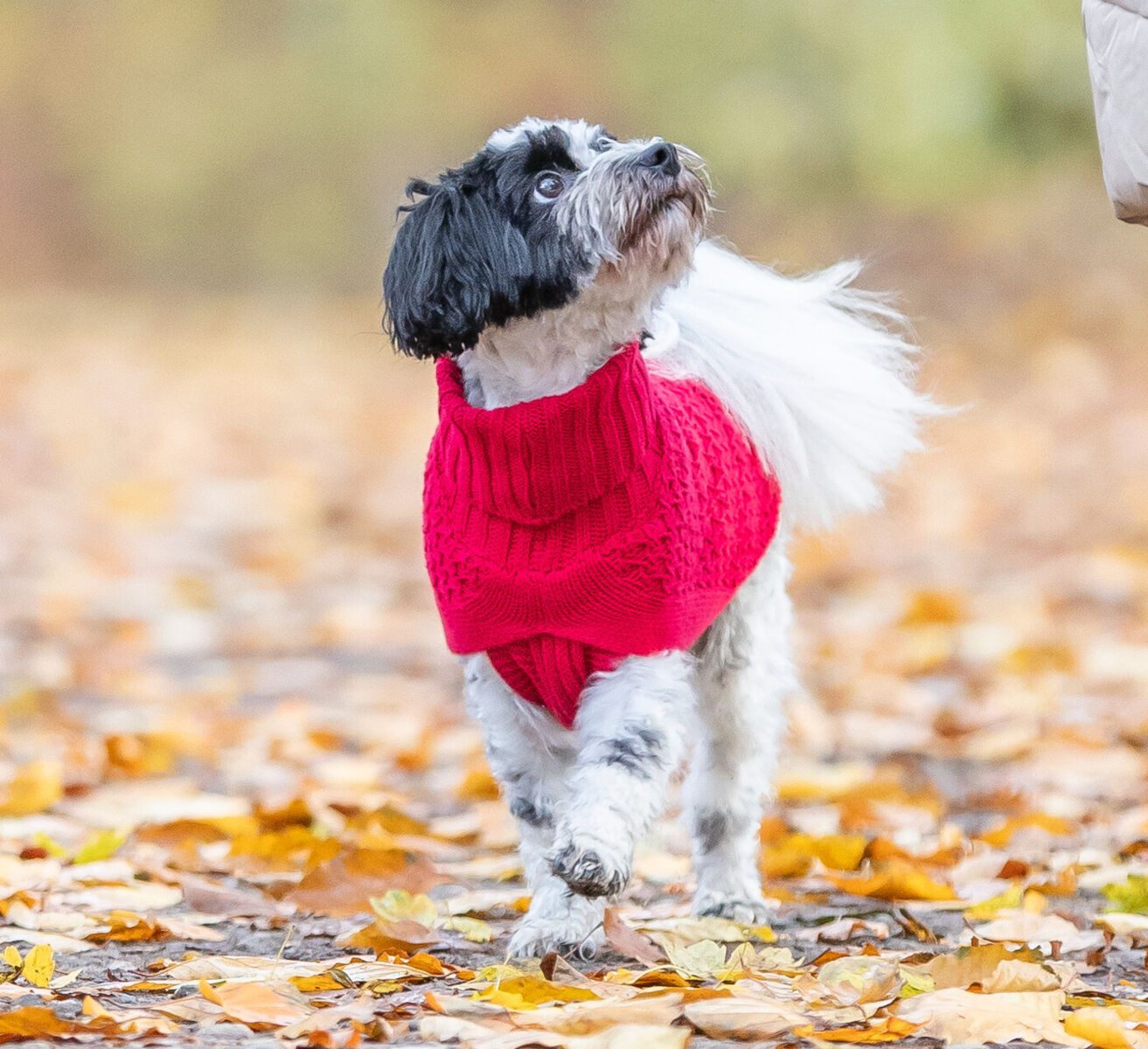 TRIXIE Hundepullover Pullover Norwood - rot