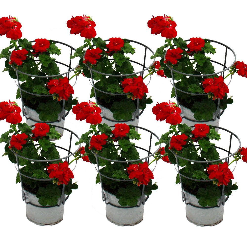 Exotenherz Beetpflanze Geranien hängend Pelargonium ver. Farben 12cm Topf Set mit 6 Pflanzen
