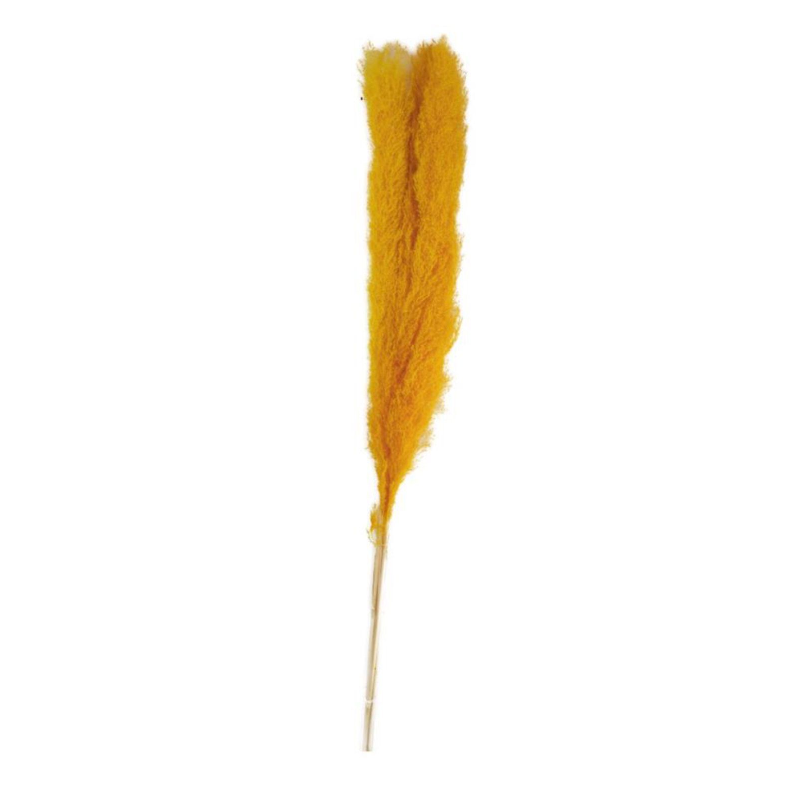Trockenblume Pampasgras gelb - pampas grass - Cortaderia - 100-115 cm - 3 Stück, DIJK